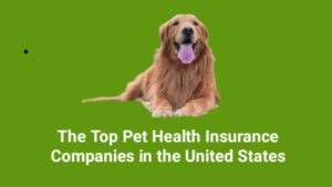 The Top Pet Health Insurance Companies in the United States